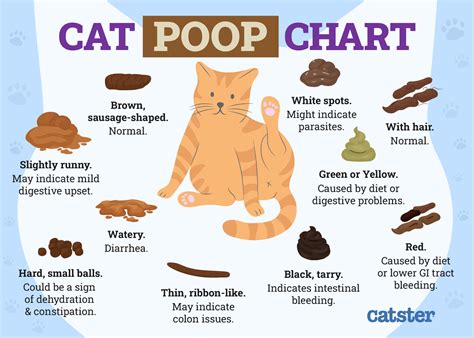 my cat is leaking poop|Why Your Cat Is Leaking Poop: 8 Concerning Causes。